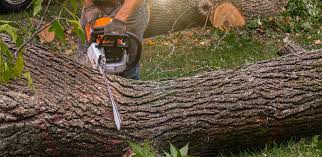 How Our Tree Care Process Works  in  Moorhead, MS